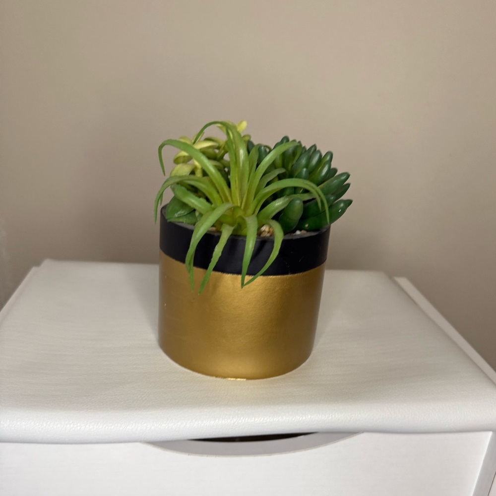 Gold and Black Planter with Succulents